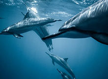 星空体育官网-全新鹈鹕血洗猛龙新主场 大范甘迪喜迎首秀胜利